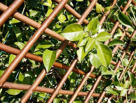 Rankgitter und Spalier - Sichtschutz für Terrasse und Garten